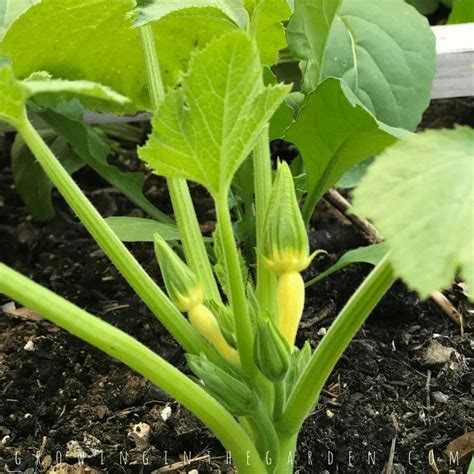 5 Tips for Growing Summer Squash | Growing In The Garden