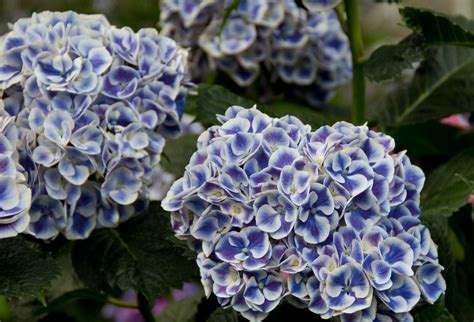 Blue White Hydrangea Seeds Perennial Flower 5 pcs/bag