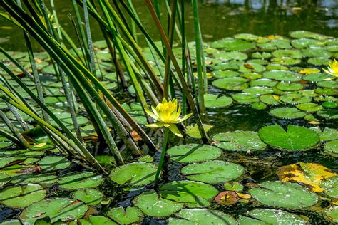 Yellow Lotus Flower Photograph by Samuel Gonzalez | Fine Art America