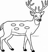 List 95  Pictures Coloring Picture Of Mother Deer And Baby Completed sketch template