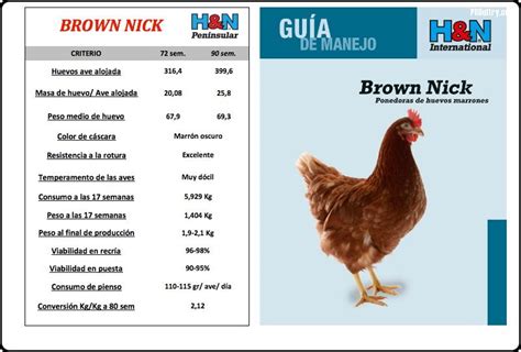 Brown Nick | PROultry.com, avicultura para profesionales