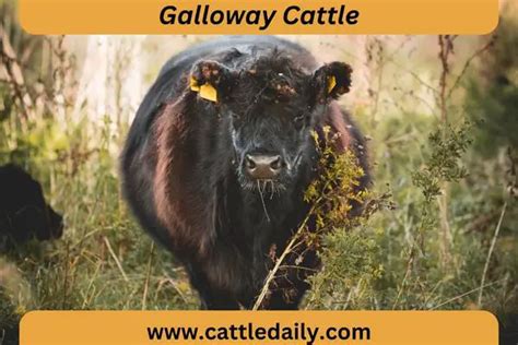 Galloway Cattle: The Hardy and Docile Beef Breed - Cattle Daily