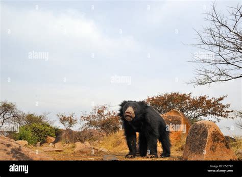 Sloth Bear Habitat Stock Photo - Alamy