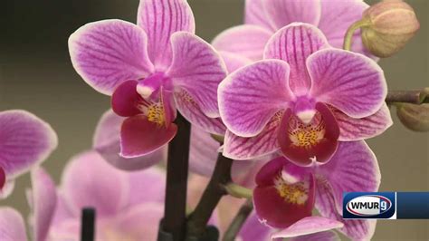 Grow It Green: Growing orchids