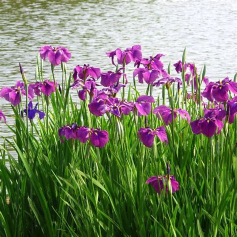 50 SWEET FLAG WETLAND POND GRASS Acorus Calamus Ornamental Seeds-in ...