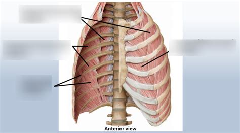 Lecture 15: Muscles of Thoracic Wall Diagram | Quizlet