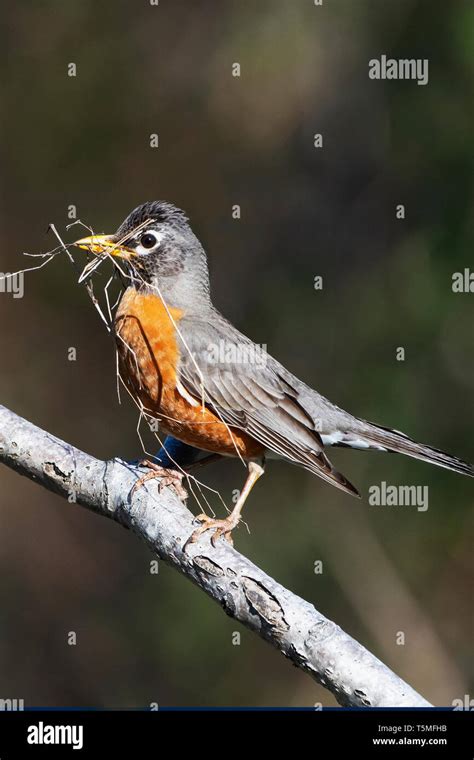 American robin with nesting material in spring Stock Photo - Alamy