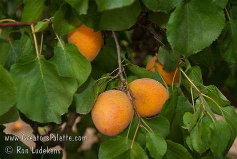 Golden Amber Apricot - Prunus armeniaca sp. - CreatorsPalette