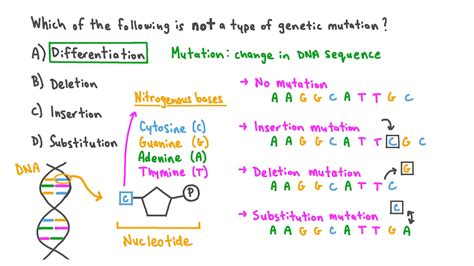 Question Video: Understanding Different DNA Mutation Types | Nagwa