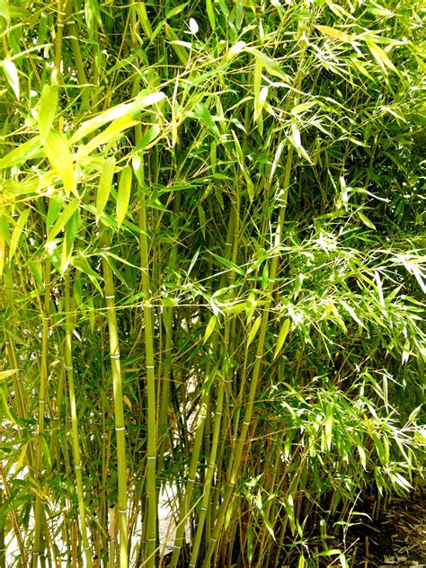 Plant Care | Bamboo Plants HQ