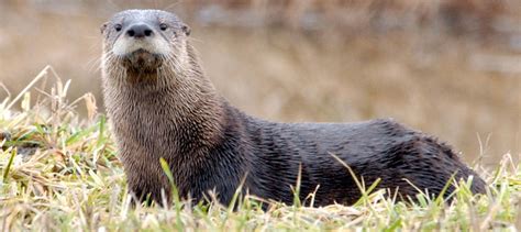 River otters rebounding in Texas - The Wildlife Society