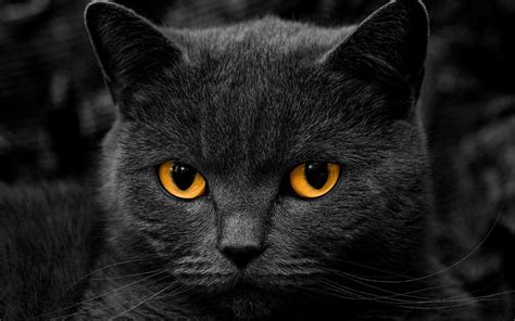 Black Cat Wallpapers - Top Free Black Cat Backgrounds - WallpaperAccess