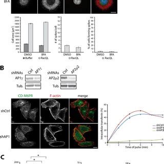 Defects in lamellipodium formation are associated with the extent of... | Download Scientific ...