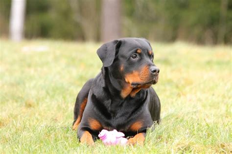 Border Collie Rottweiler Mix: Breed Info, Facts, Puppy Costs