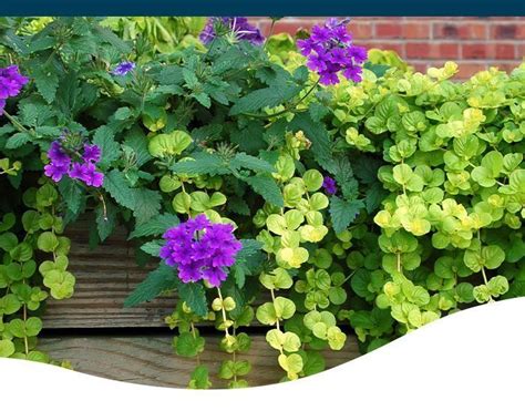 The 8 Best Trailing Plants for Container Gardens - Ted Lare - Design & Build