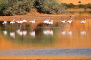 Morocco Wildlife Conservation Center – MOGREC