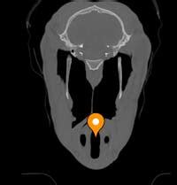 Intercartilaginous part of rima glottidis - vet-Anatomy - IMAIOS