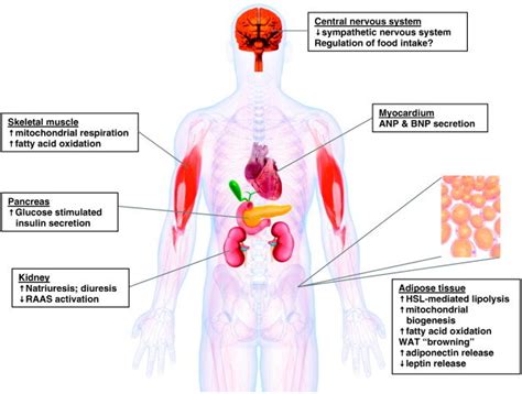 Target organs of the natriuretic peptide system. Released by the heart... | Download Scientific ...