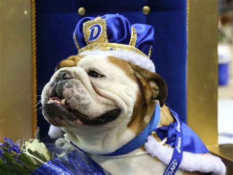 Drake University to search for live bulldog mascot