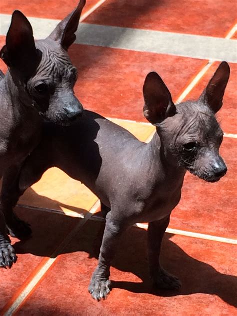 Maya Xolo dogs | Perro xoloitzcuintle, Perros chihuahua, Perros