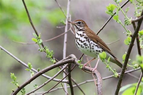 Protecting Birds in Appalachia - Bird Collective