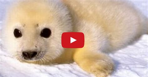 Tastefully Offensive: Baby Seals Being Cute in Snow Compilation