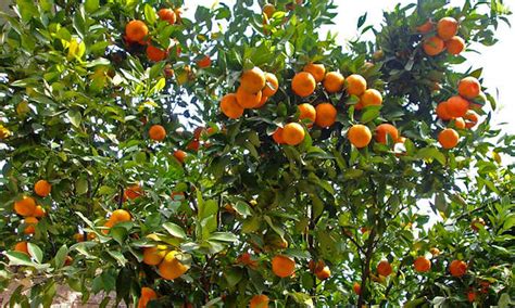 Mandarin Tree Care: Growing Mandarins At Home | Epic Gardening