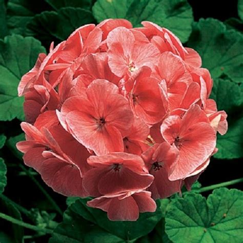 15 Seeds Geranium Zonal Ringo 2000 Salmon Geranium Seeds