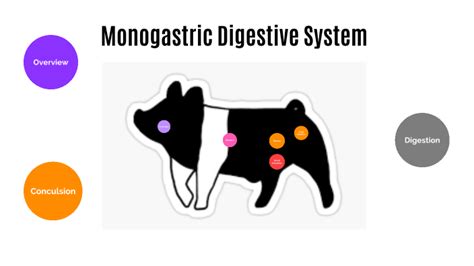 Monogastric Digestive System by Tristen Bremer on Prezi