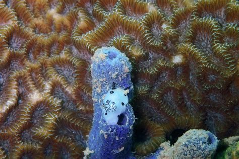 5 Facts About the Sea Bunny Slug - North American Divers