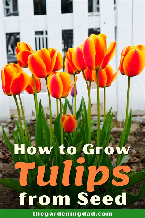 How to Grow Tulips for Beginners | Growing tulips, Planting tulips ...