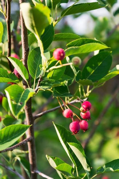 Premium Photo | Fruit berries of shadbush shrub amelanchier also known ...