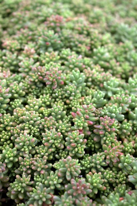 Sedum album 'Coral Carpet' | Native Sons Wholesale Nursery