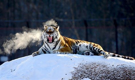 Feeding time at the tiger park...in all its ROAR brutality | Daily Mail Online