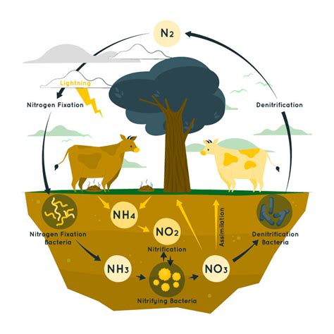 Ciclo del nitrógeno: definición, etapas, importancia, efectos ...