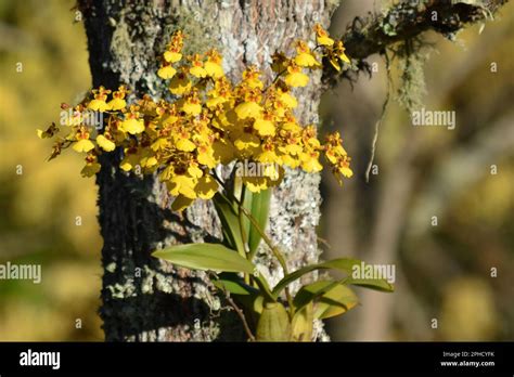 Brazilian orchids hi-res stock photography and images - Alamy