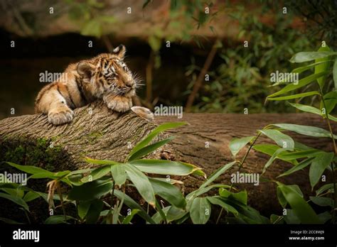 Beautiful tiger in the nature habitat. Tiger pose in amazing light ...