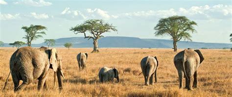 Serengeti National Park Animals | Serengeti National Park Safaris