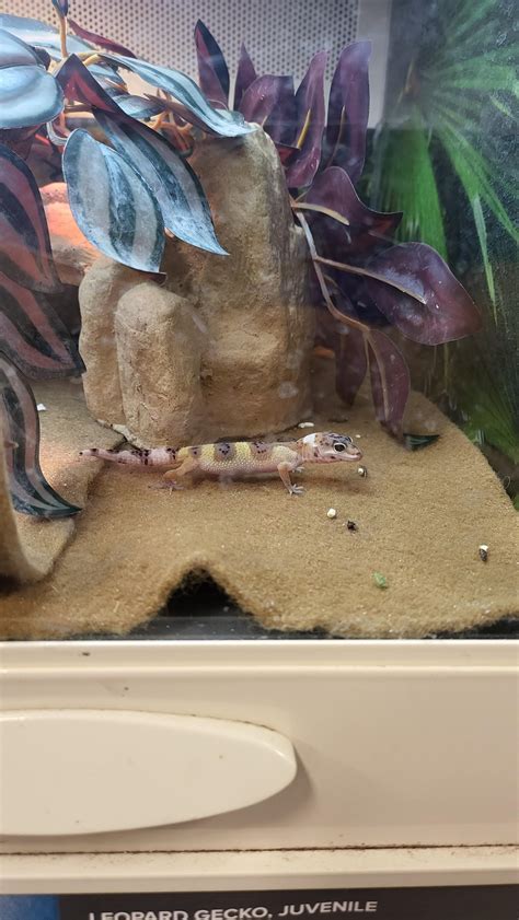 Best leopard gecko morph I've seen at petsmart so far : r/petsmart