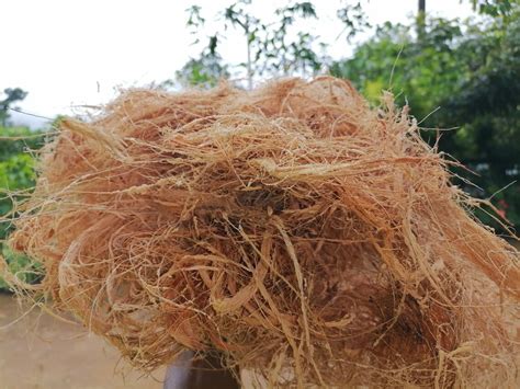 Coconut Husk fiber 100% Natural Soil less FREE SHIPPING | Etsy