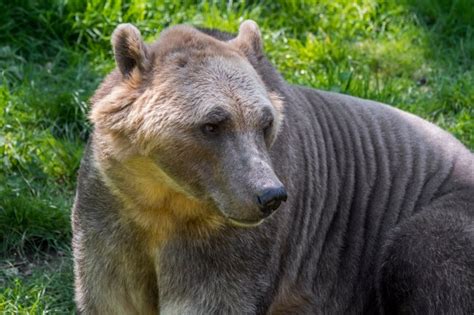 The 'pizzly bear': endangered polar bears are mating with grizzlys | Metro News