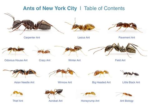 an image of different types of ants in new york city, table of contents