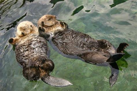 50 Weird Facts From the Animal Kingdom | Sea otter, Otters, Otters holding hands