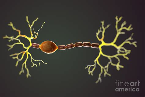 Bipolar Neuron Photograph by Science Picture Co