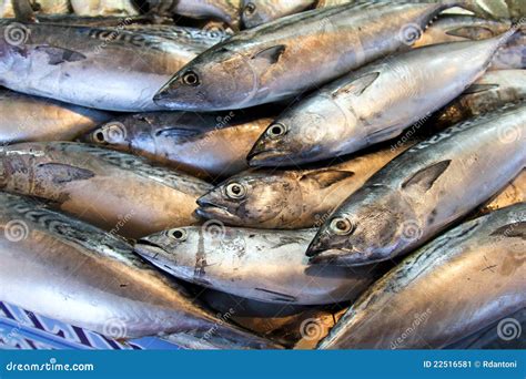 Fresh Tuna At The Fish Market Stock Image - Image: 22516581