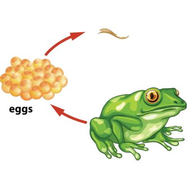 Science Of Frog Life Cycle Growing Picture Cartoon Vector, Growing ...