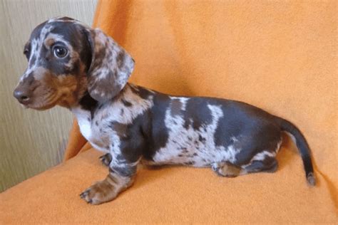 White Daschund Puppies : Muddy River Dachshunds / See more ideas about dachshund, dachshund love ...