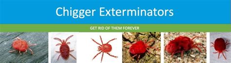 How To Kill Chiggers | Complete Guide To Getting Rid of Chiggers