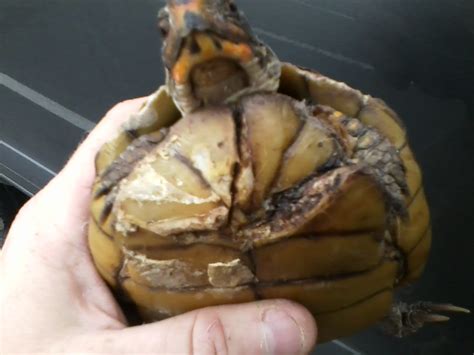 Turtle With Broken Shell