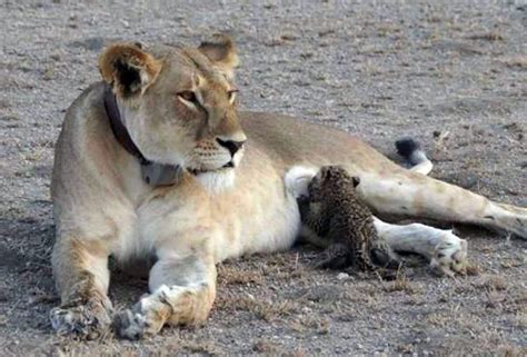 First-Ever Photos Show Wild Lion Nursing Leopard Cub